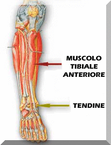 tibiale anteriore